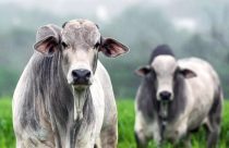 Lucro do pecuarista: Por que o confinamento mal planejado derruba o preço de todo o rebanho?