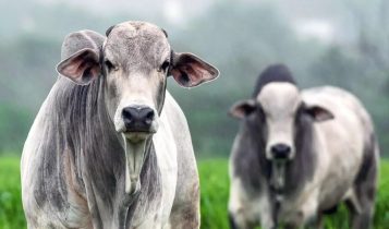 Lucro do pecuarista: Por que o confinamento mal planejado derruba o preço de todo o rebanho?