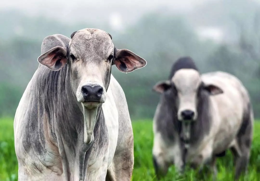 Lucro do pecuarista: Por que o confinamento mal planejado derruba o preço de todo o rebanho?