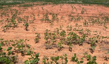 vendaval no Mato Grosso