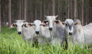 Líderes do agro otimistas sobre criação de sistema alimentar mais sustentável