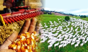 agromensais de novembro