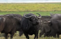 Mais de 4 mil búfalos selvagens vivem sem monitoramento e degradando Reservas Ambientais há mais de 50 anos em Rondônia