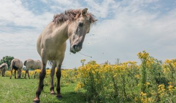 cavalo