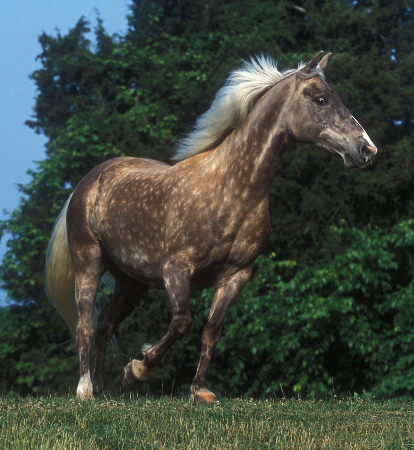 cavalos mais bonitos do mundo