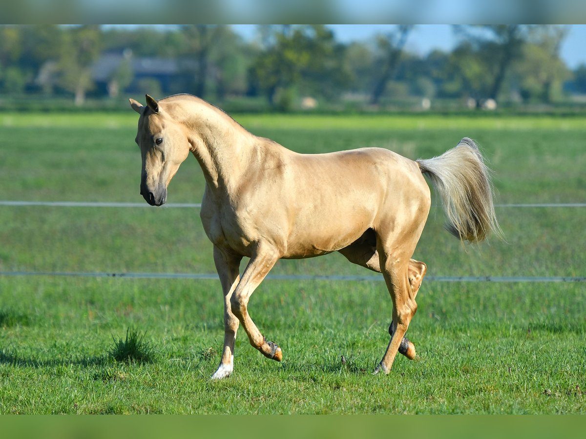 cavalos mais bonitos do mundo