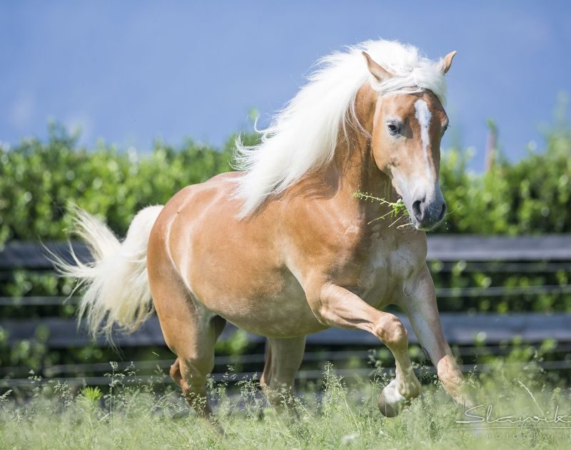 cavalos mais bonitos do mundo