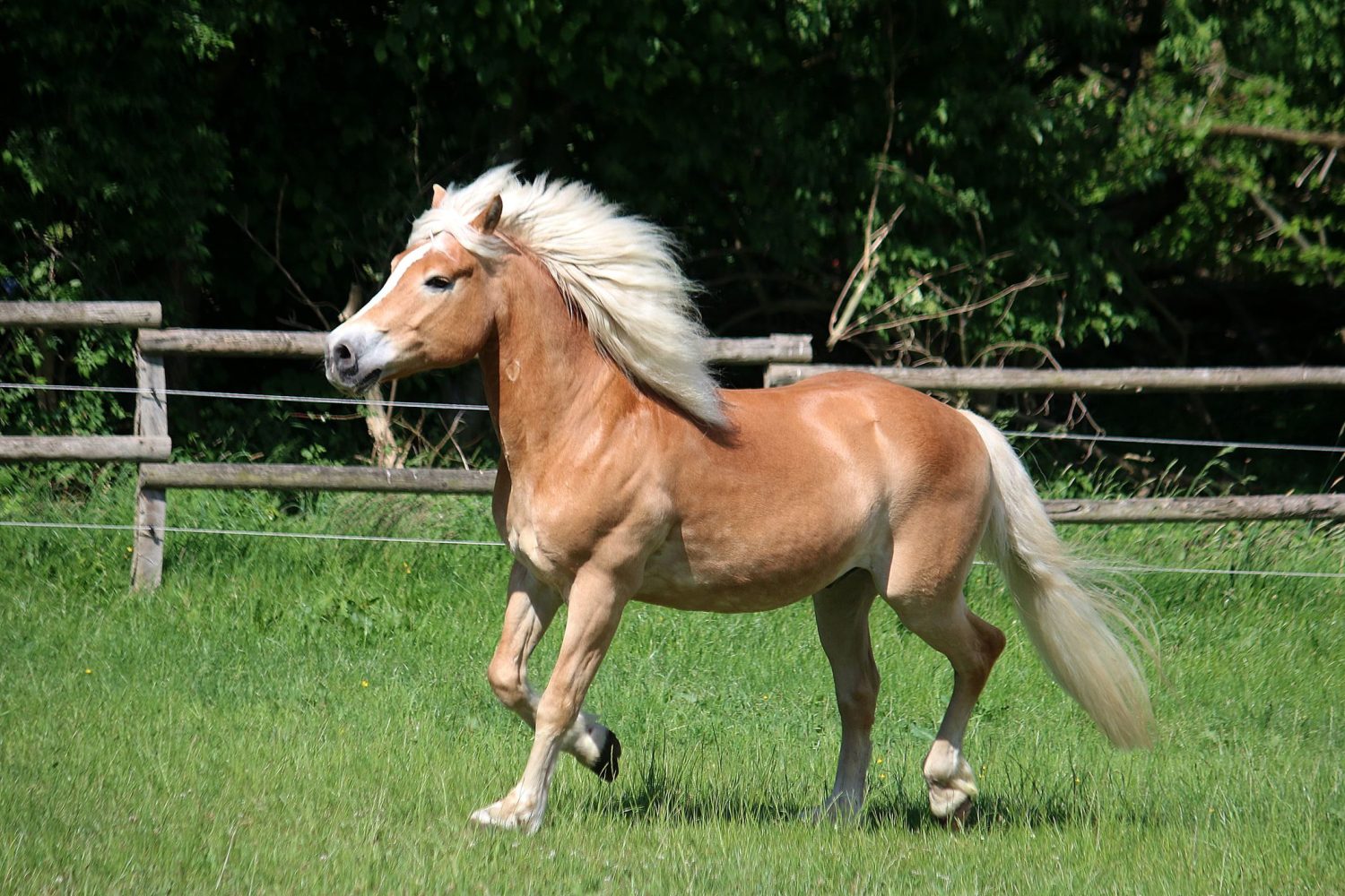 cavalos mais bonitos do mundo