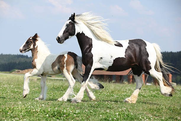 cavalos mais bonitos do mundo