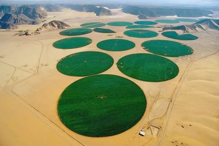 agricultura da Arábia Saudita