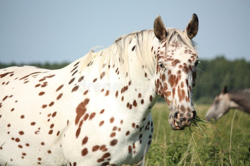 Knabstrupper cavalo 