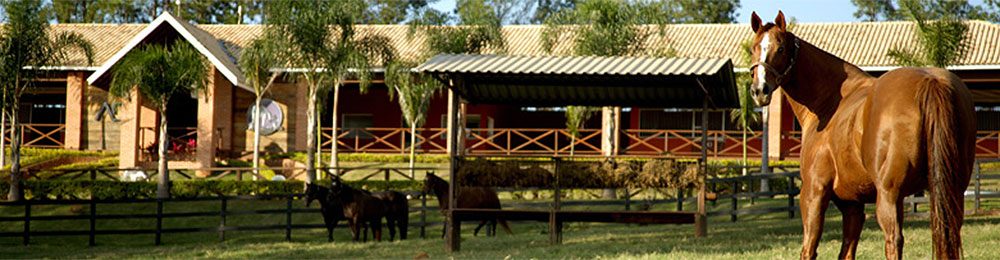 haras Ana Dantas Ranch 