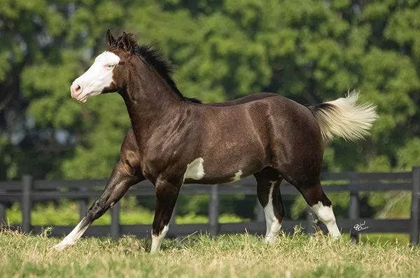 haras Ana Dantas Ranch 