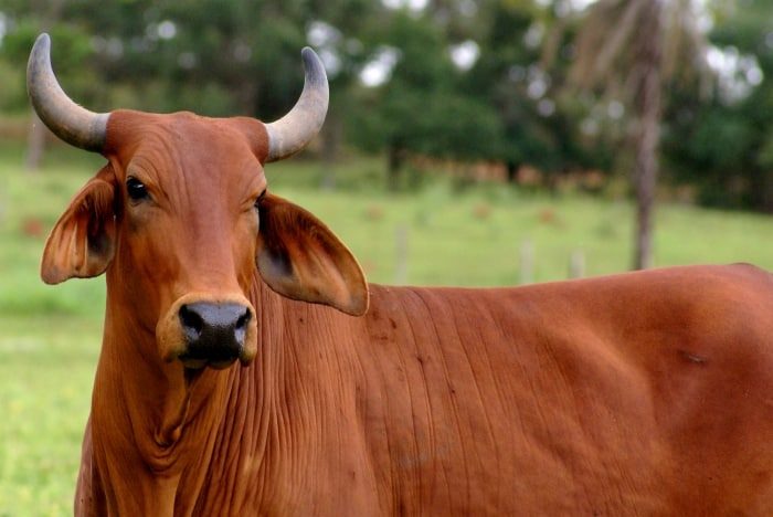 Conheça a nobreza e a performance da Raça de gado Sindi