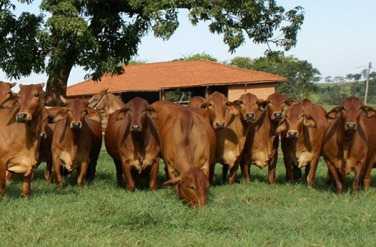 Conheça a nobreza e a performance da Raça de gado Sindi