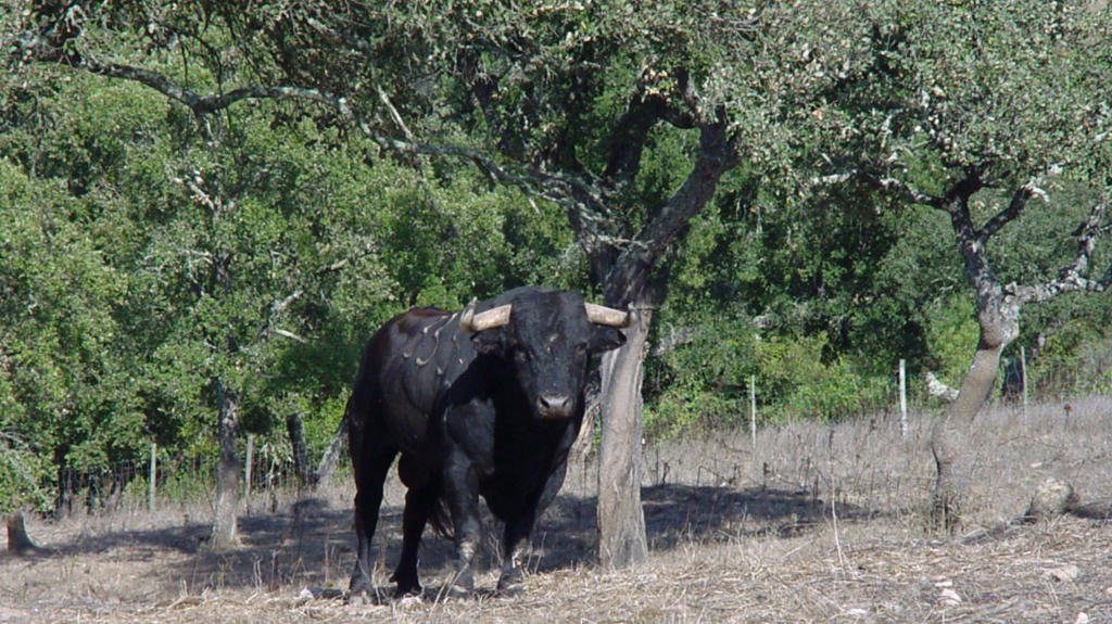 touro de tourada