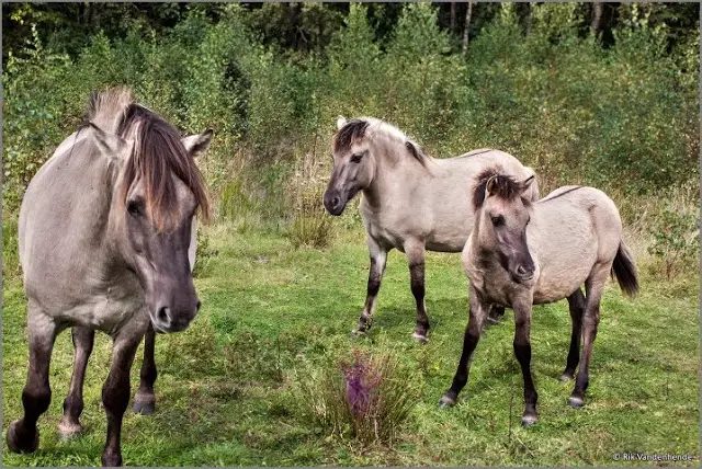 Konik, conheça a história do cavalo primitivo