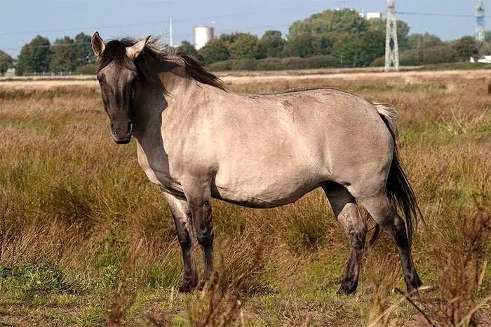 Konik, conheça a história do cavalo primitivo