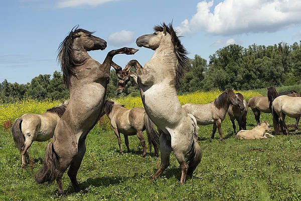 Konik, conheça a história do cavalo primitivo