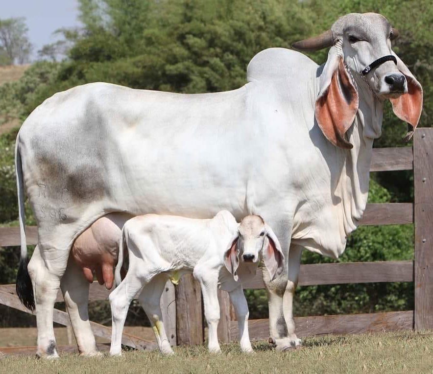 raça bovina brasileira 