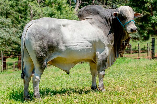 touros que fizeram história na raça Nelore