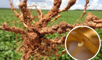 infestação de nematoides
