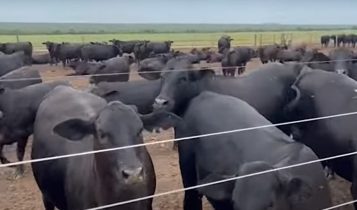 Ultratecnologia faz novilhas desmamadas aos 60 dias atingir quase 15@