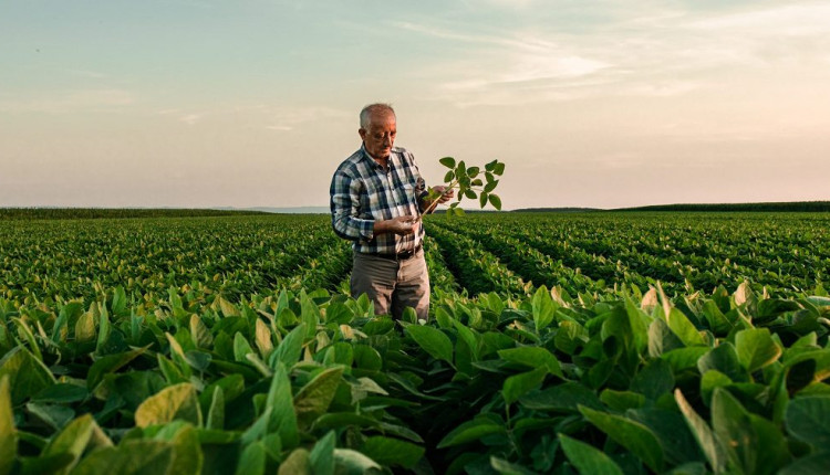 estratégias para produtores