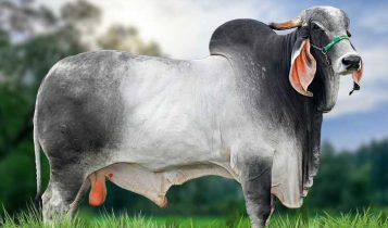 raça bovina brasileira