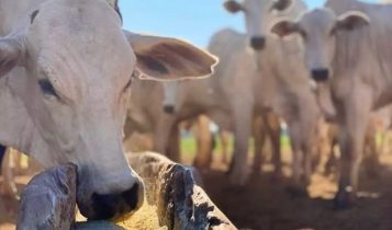 Ureia alta em bovinos mata: veja como identificar e qual o tratamento
