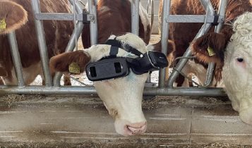 Vacas estão utilizando óculos de realidade