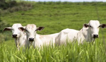 pastagem consorciada