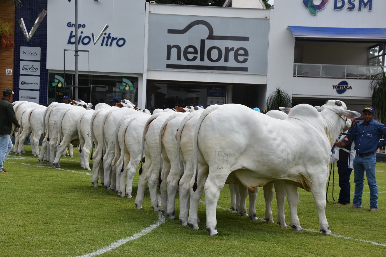 ACNB-Expoinel-Minas-2024-abre-o-calendario-de-exposicoes-da-raca-Nelore-em-Uberaba-MG-foto-divulgacao