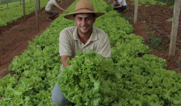 Agricultura familiar. Alface. Produtor rural. Rondônia
