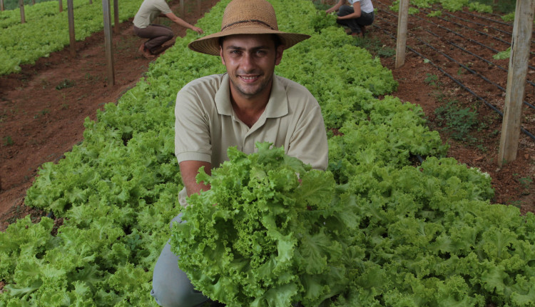 Agricultura familiar. Alface. Produtor rural. Rondônia