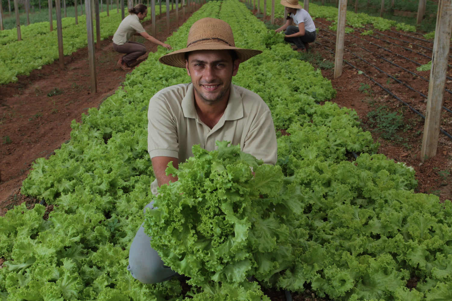 Agricultura familiar. Alface. Produtor rural. Rondônia