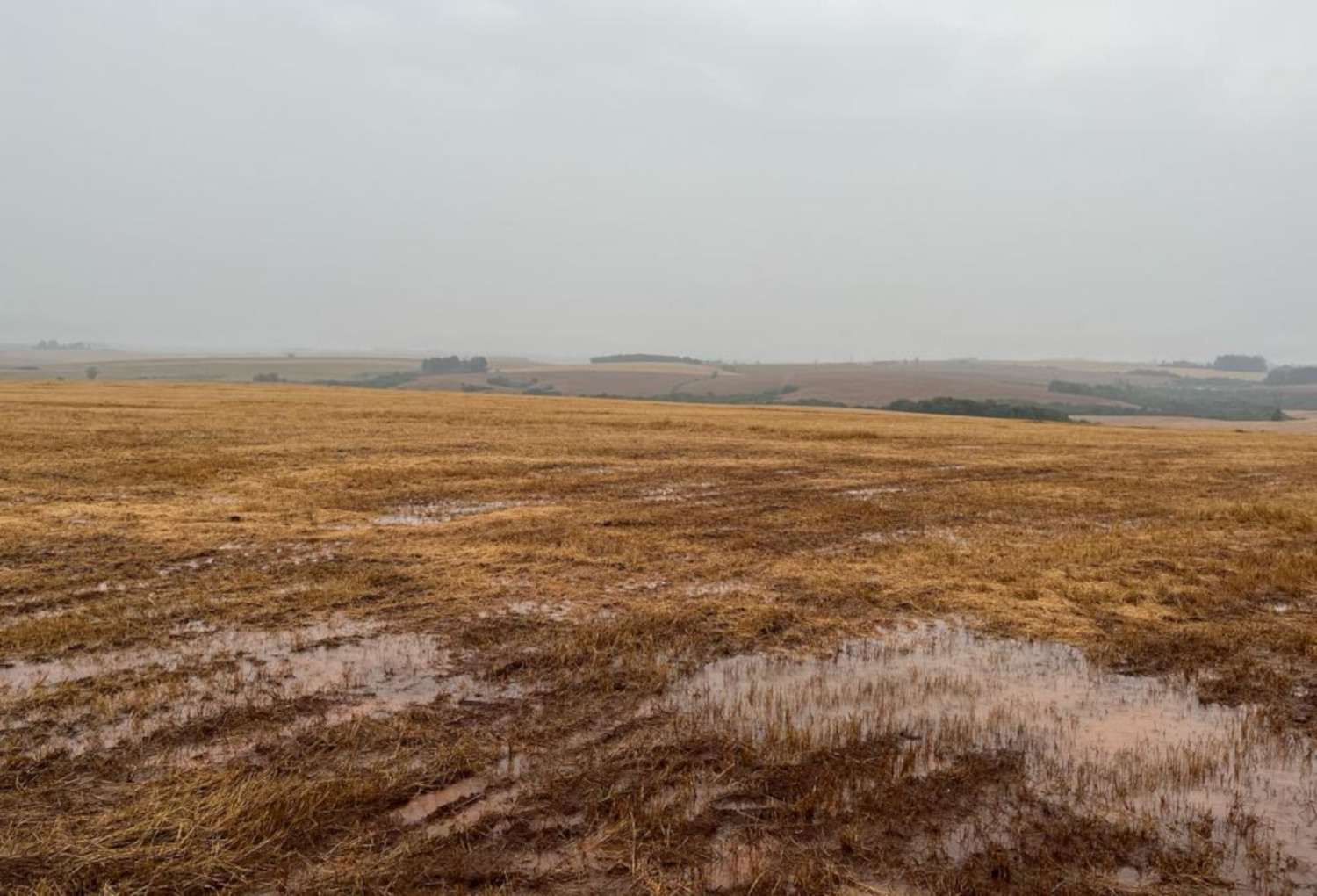 Campo Úmido Rio Grande do Sul - Crédito Elicit Plant Divulgação