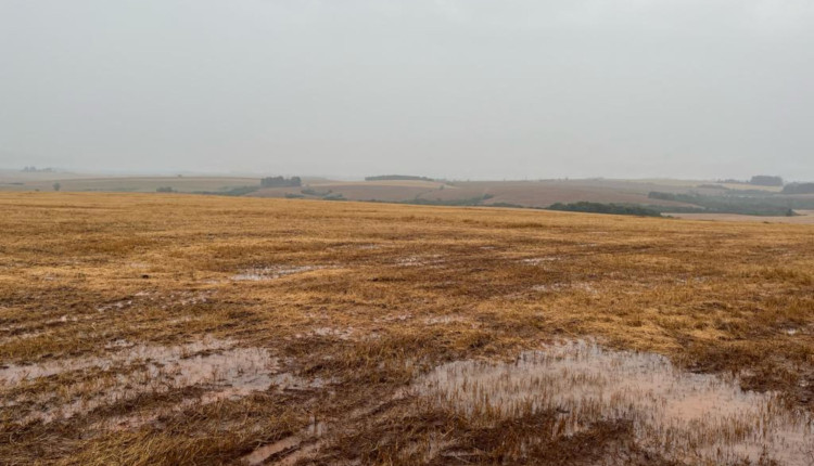 Campo Úmido Rio Grande do Sul - Crédito Elicit Plant Divulgação