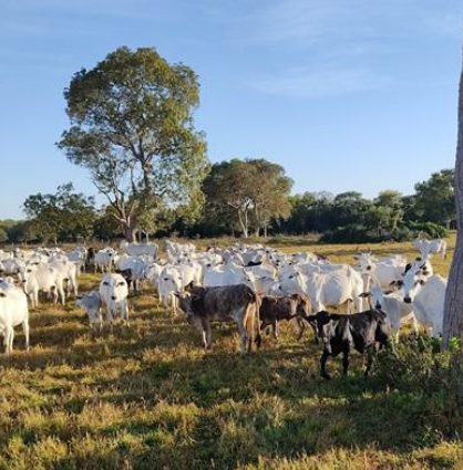 Vacas rastreadas com seus bezerros em pastagem nativa
no Pantanal de Aquidauana.