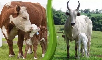 Bovinos taurinos e zebuínos: entenda as diferenças entre as duas subespécies