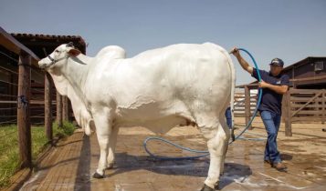 vaca mais cara do mundo