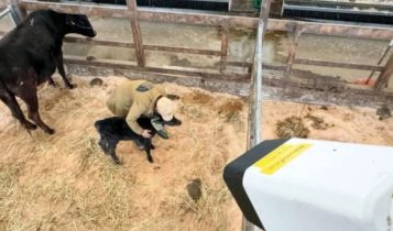 Nikon inteligência artificial