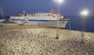 ovinos em mega navio