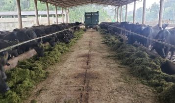 Levitare se destaca como líder nacional no cenário de laticínios de búfalas