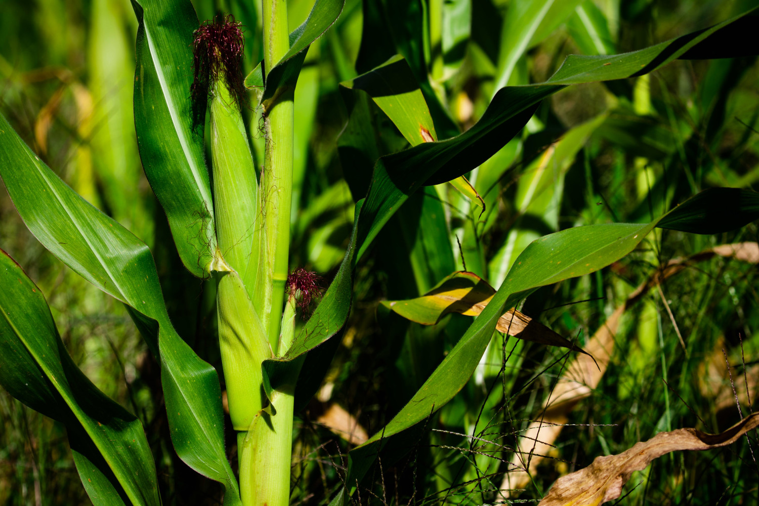 Gigante do segmento de híbridos de milho e sorgo segue crescendo no Brasil