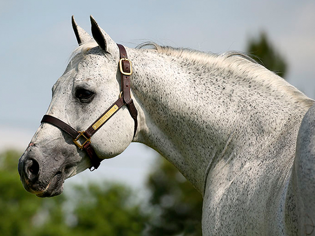 Roxão (Silver Wild SLN) – Foto- divulgação