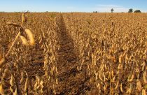 Fixador biológico Utrisha™ N da Corteva Agriscience recebe registro para soja