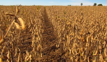 Fixador biológico Utrisha™ N da Corteva Agriscience recebe registro para soja