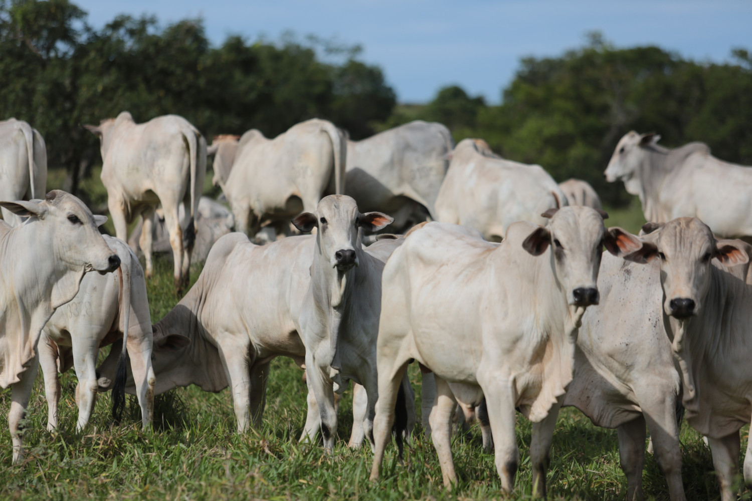 Tourinhos-Safra-18-CL--16-Experimentos indicam que “ganho compensatório” de animais que passam por períodos de restrição alimentar é pouco vantajoso