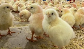 incubatório de pintos JBS